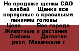 На продаже щенки САО (алабай ). Щенки все корпусные с красивыми линиями головы . › Цена ­ 30 - Все города Животные и растения » Собаки   . Дагестан респ.,Махачкала г.